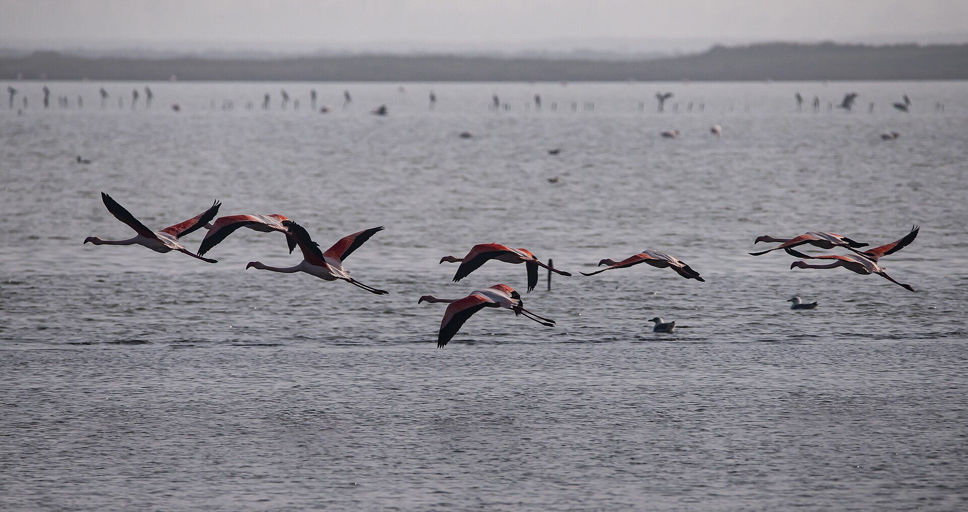 Fenicotteri rosa in volo sopra una laguna del Parco regionale del Delta del Po