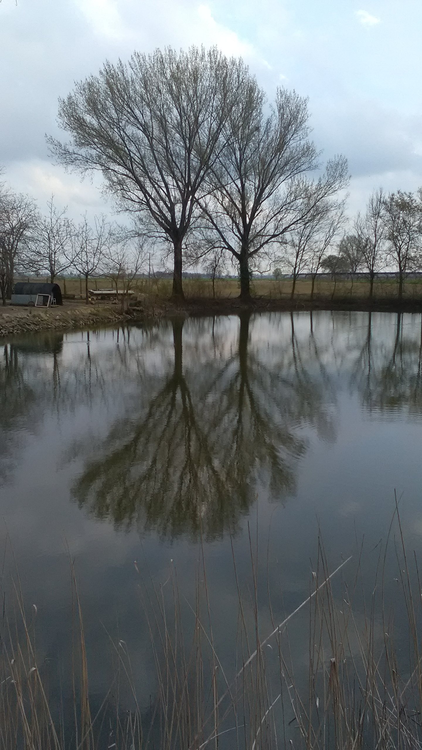 Lo specchio d'acqua del Gorgo della Sposa a Trecenta, bacino sud, con alberi spogli